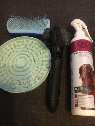 Wo sind die Papillon Besitzer?-Beitrag-Bild