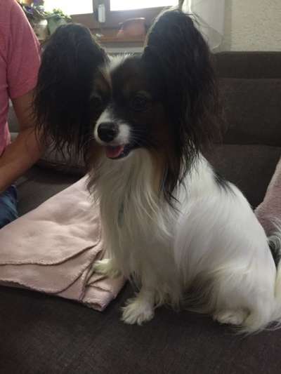 Wo sind die Papillon Besitzer?-Beitrag-Bild