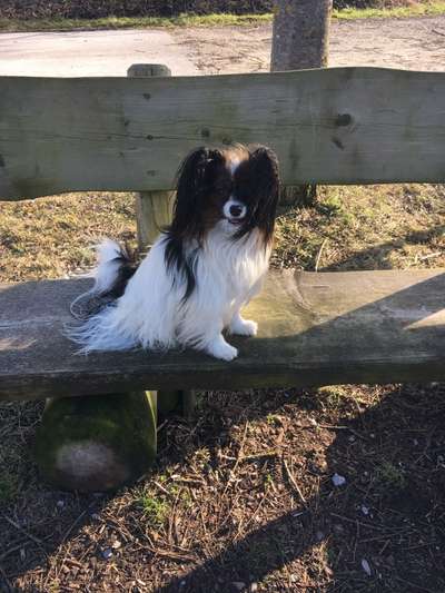 Wie heißt dein Hund?-Beitrag-Bild