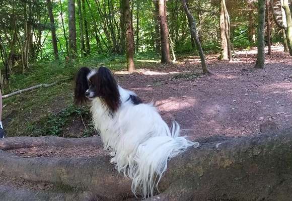 Wo sind die Papillon Besitzer?-Beitrag-Bild