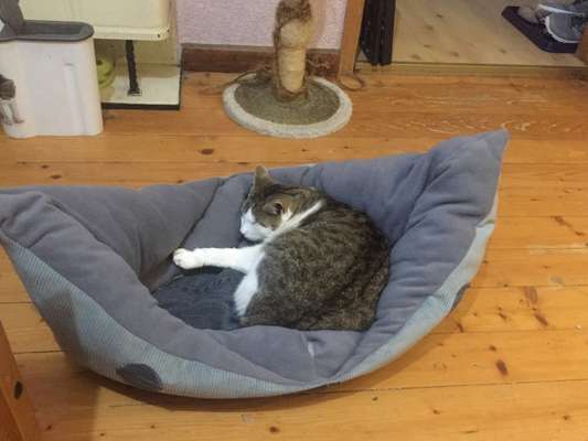 Nähen für Hunde-Beitrag-Bild