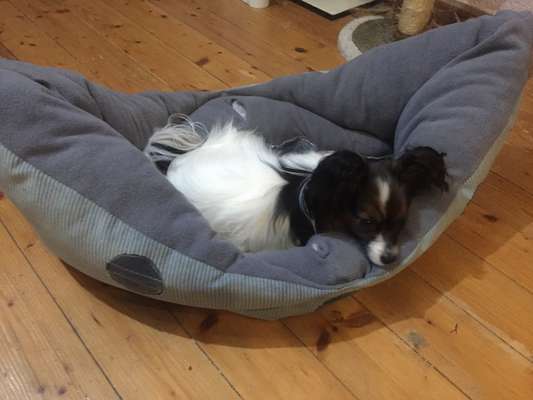 Nähen für Hunde-Beitrag-Bild