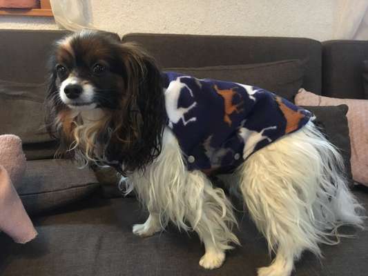 Nähen für Hunde-Beitrag-Bild