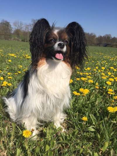 Wo sind die Papillon Besitzer?-Beitrag-Bild