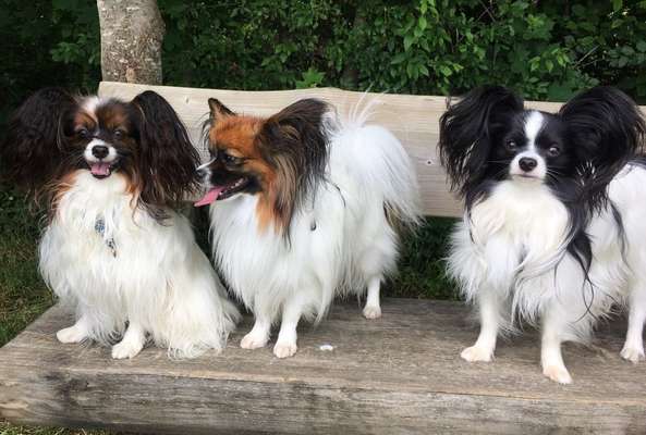 Wo sind die Papillon Besitzer?-Beitrag-Bild