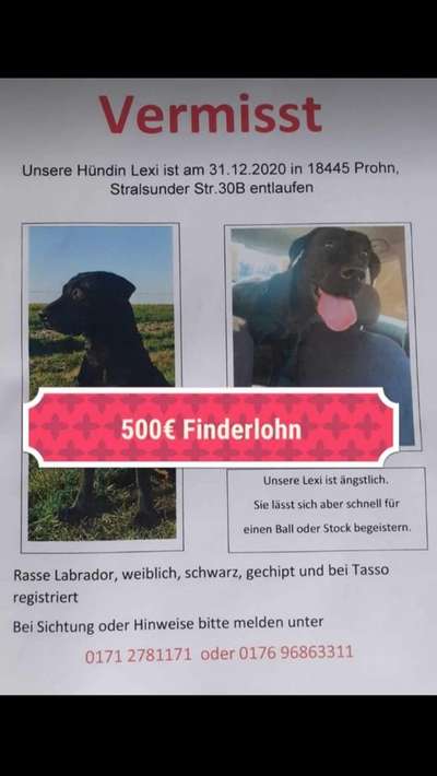 Suchmeldung-Lexi-Bild