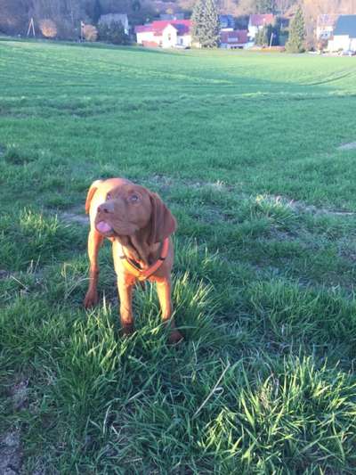 Fotochallenge Nr. 59 - Mein Hund zeigt die Zunge-Beitrag-Bild