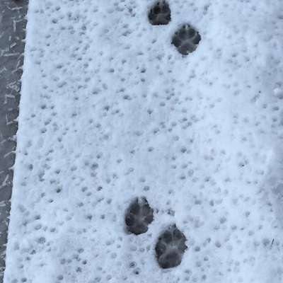 Gangbild/-analyse-Beitrag-Bild