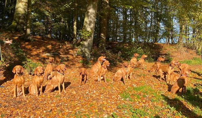 Herbst🍁-Beitrag-Bild