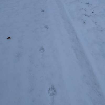 Gangbild/-analyse-Beitrag-Bild