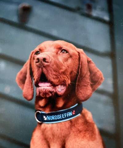 Dogorama Photo Challenge - Portrait-Beitrag-Bild