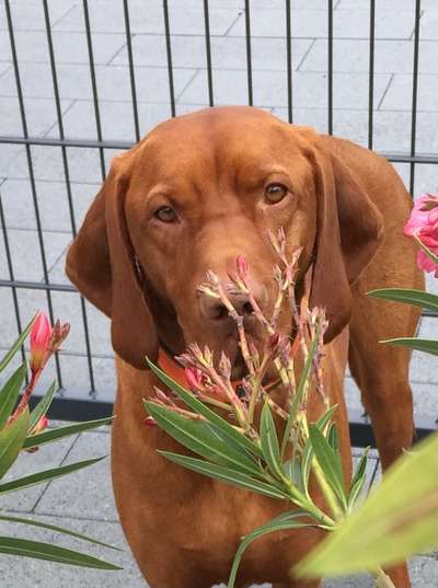 Fotochallange 63: "Dein blühendes Hündchen"-Beitrag-Bild