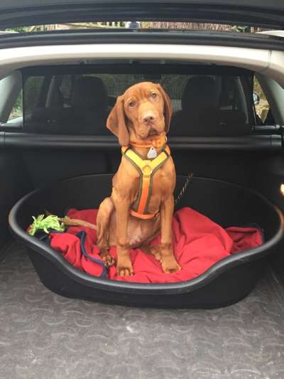 Dogorama Photo Challenge - Hundeblick zum hinschmelzen-Beitrag-Bild