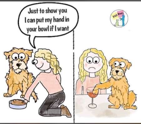 Hunde Memes-Beitrag-Bild