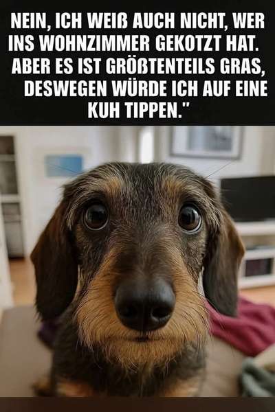 Hunde Memes-Beitrag-Bild