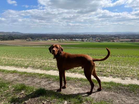 Magyar Vizsla UK-Beitrag-Bild