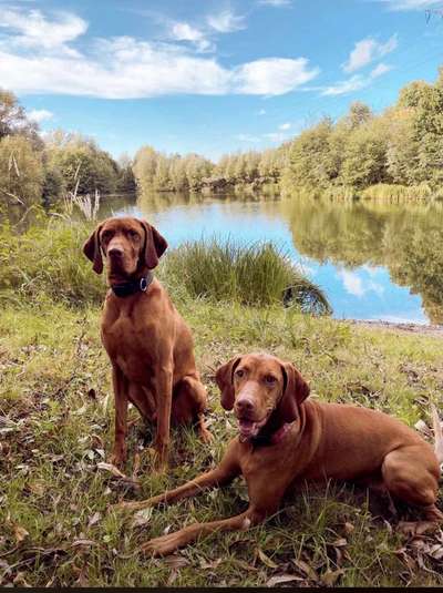 Bester Freund, Hundekumpel - zeigt her!-Beitrag-Bild
