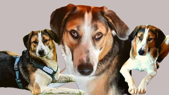 Auslandstierschutz-Beitrag-Bild