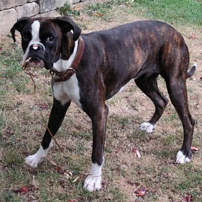 Hundetreffen-Treffen um sich etwas auszutoben-Bild