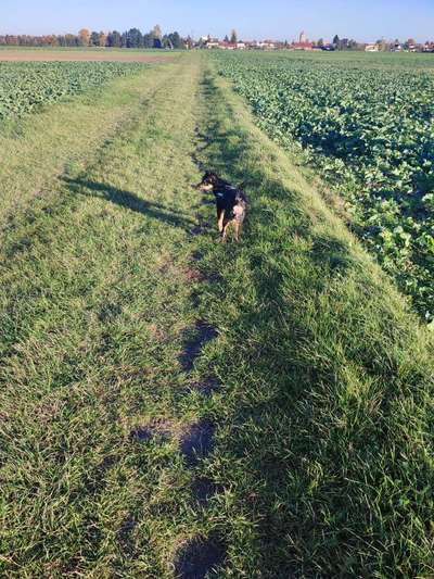 Hundetreffen-Treff zum spielen und toben.-Bild