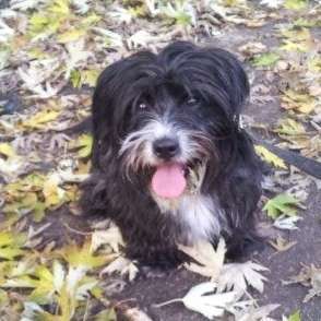 Hundetreffen-Welpen gesucht...