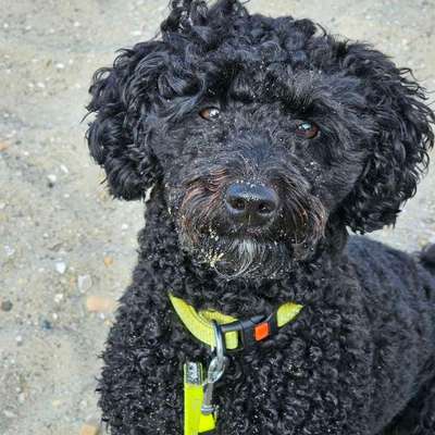 Hundetreffen-Spaziergang in den Weinbergen-Bild