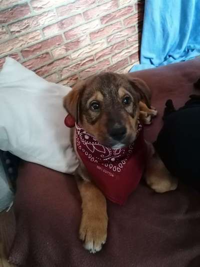 Welpen Bilder !-Beitrag-Bild