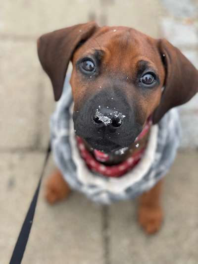 Rhodesian Ridgeback-Beitrag-Bild