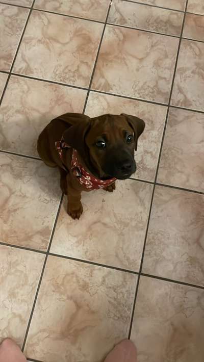 Rhodesian Ridgeback-Beitrag-Bild