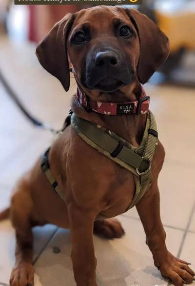 Rhodesian Ridgeback-Beitrag-Bild