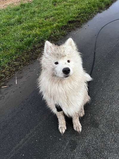 Samojede-Beitrag-Bild