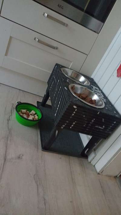 Samojede-Beitrag-Bild