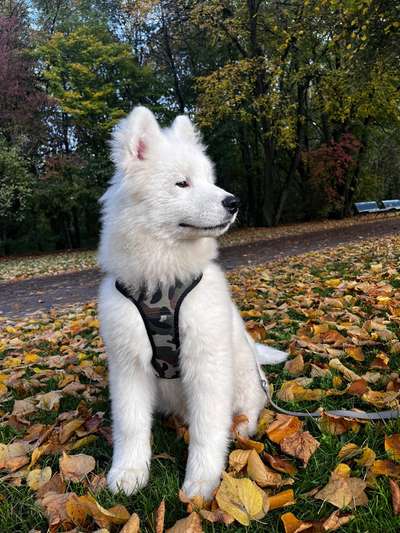 Samojede-Beitrag-Bild