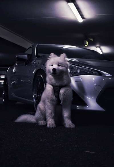 Samojede Besitzer-Beitrag-Bild