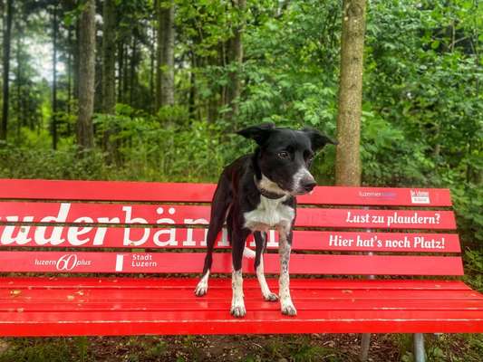 11. Farben Foto Challenge Rot-Beitrag-Bild