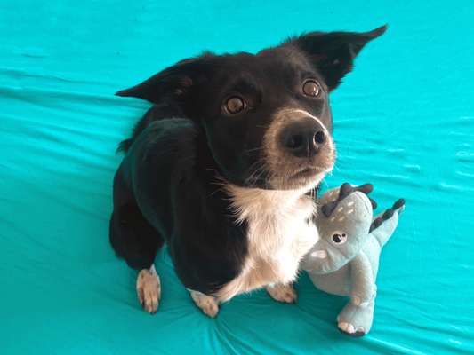 23. Farben / Fotochallenge - Türkis --Beitrag-Bild