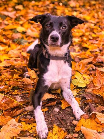 26. Farben Fotochallenge "Herbstfarben"-Beitrag-Bild