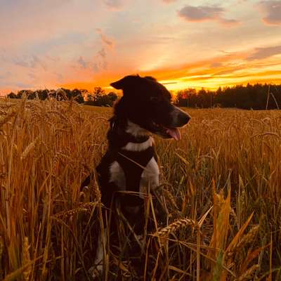 20. Farben Fotochallenge: Gold / Goldgelb / Stohgelb-Beitrag-Bild