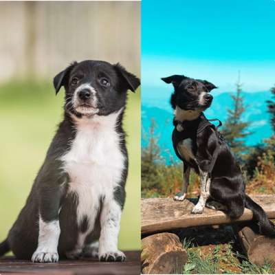 Vom Welpen zum Hund-Beitrag-Bild