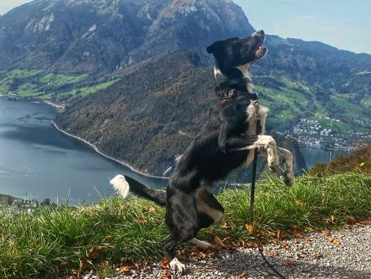 45. Handy - Foto - Challenge-Beitrag-Bild