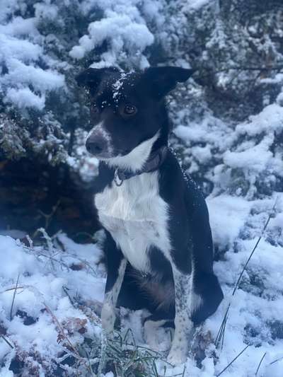 Gibt's hier noch mehr Border Collies???-Beitrag-Bild