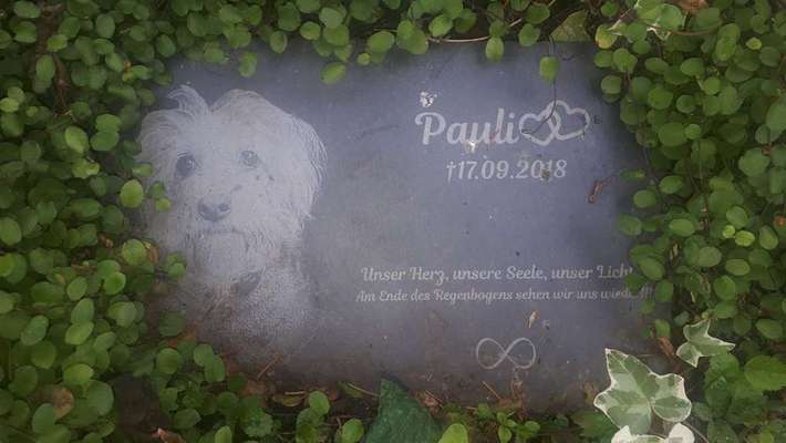 Regenbogenbrücke-Beitrag-Bild