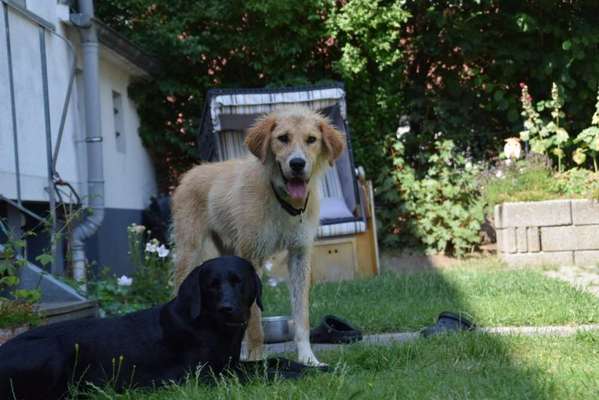 Mehrere Hunde zuhause !-Beitrag-Bild