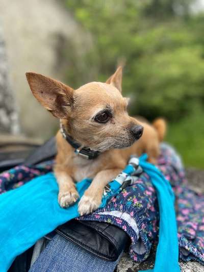 Wo sind die Chihuahua Besitzer ?-Beitrag-Bild