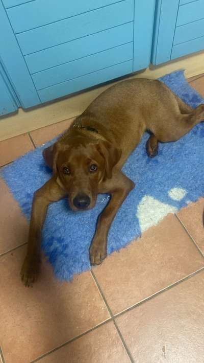 Hundetreffen-Spielkamerad/-in gesucht-Bild