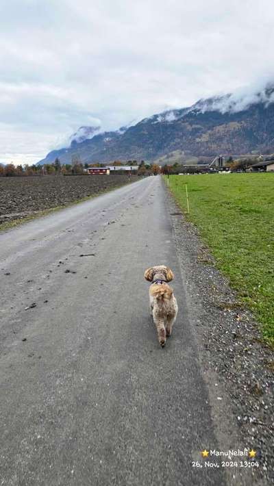 Hundeauslaufgebiet-Ganda Landquart-Bild