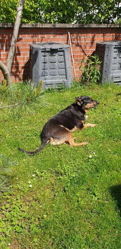 Die Dogorama Monats Challenge "Es grünt und blüht"-Beitrag-Bild