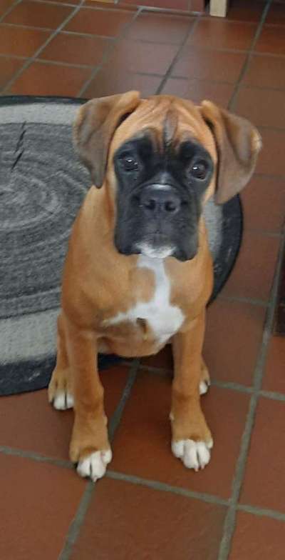 Deutsche Boxer-Beitrag-Bild