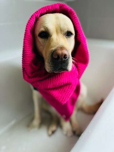 Wo sind meine Labrador Freunde-Beitrag-Bild