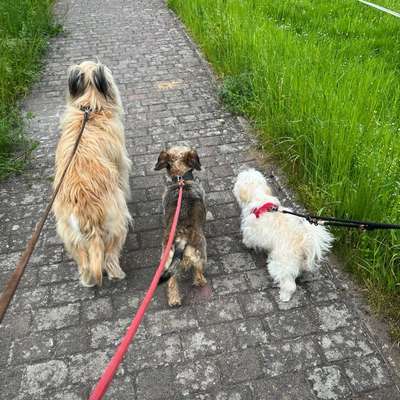 Hundetreffen-Kleinhunde Treffen🐾-Bild